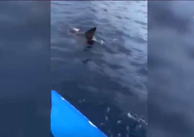 Avistan un tiburón martillo cerca de la Avenida Marítima de Las Palmas de Gran Canaria