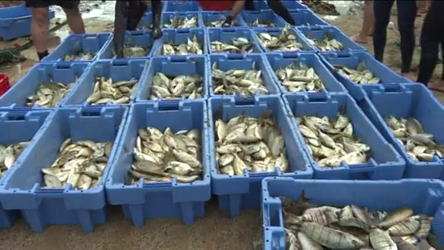 Se recupera la tradición de la calada de pescado en El Cotillo, en Fuerteventura
