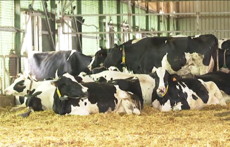 Riesgo de desabastecimiento de cereal para el consumo animal en Santa Cruz de Tenerife