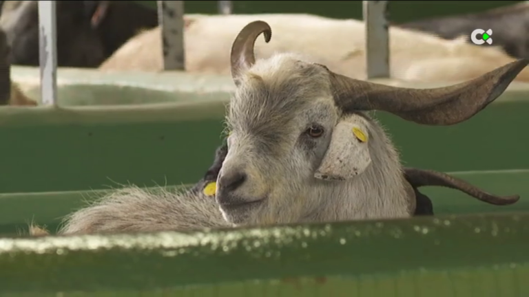 Un Real Decreto busca garantizar el bienestar animal en todos los mataderos