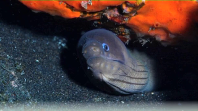 El proyecto Mampalma estudia y monitoriza la evolución ambiental en La Palma