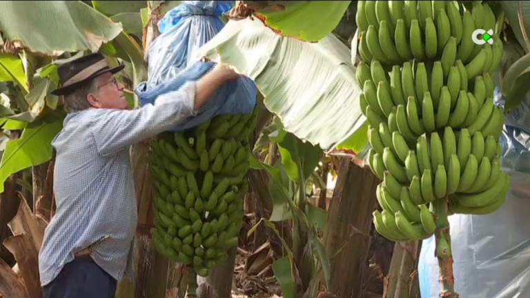 Canarias aumenta las contrataciones en el sector agrícola