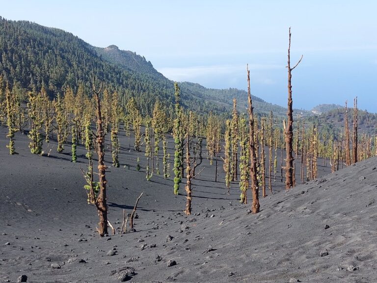 La velocidad de la recuperación de la biodiversidad sorprende a científicos