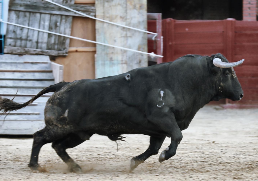 El Gobierno pide parar el torneo del Toro de la Vega