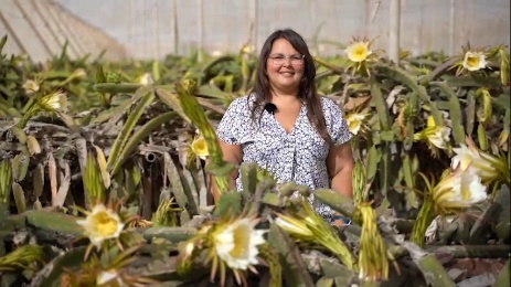 Una empresa canaria, pionera en el cultivo de pitaya en Europa