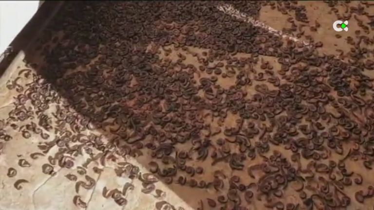 Una plaga de lombrices invade Adeje