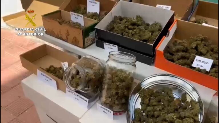 Aprehenden más de mil plantas de marihuana en una operación de la Guardia Civil