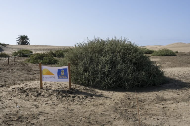 Las Dunas de Maspalomas recuperan 60.000 metros cúbicos de arena y varias especies