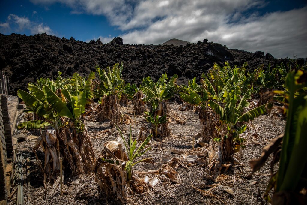 Las administraciones han activado ayudas para afectados por erupción