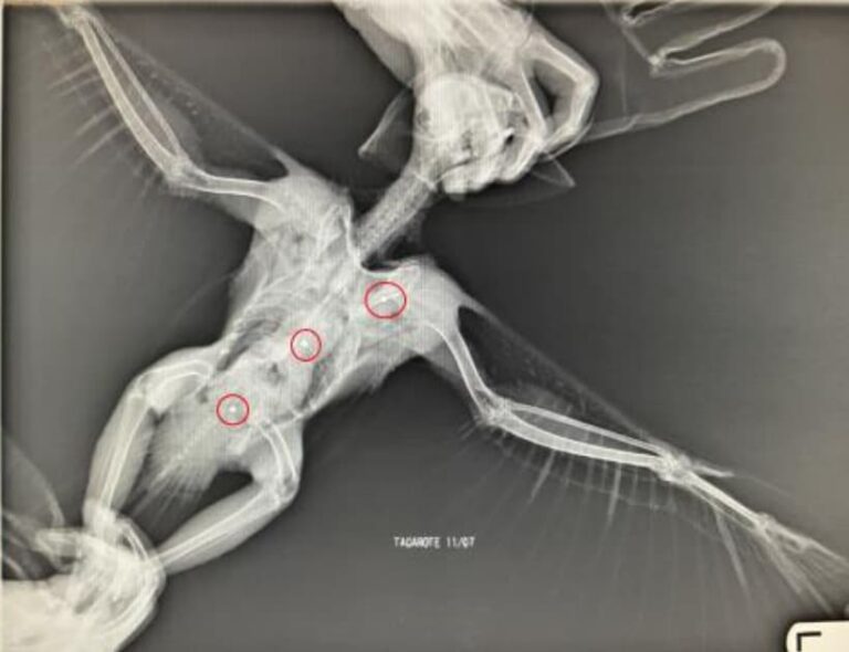 El Servicio de Recogida de Fauna de Lanzarote atendió a dos halcones Tagorotes alcanzados por perdigones