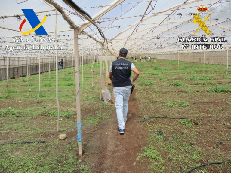 Detienen a dos personas tras intervenir más de 700 plantas de marihuana en Tenerife