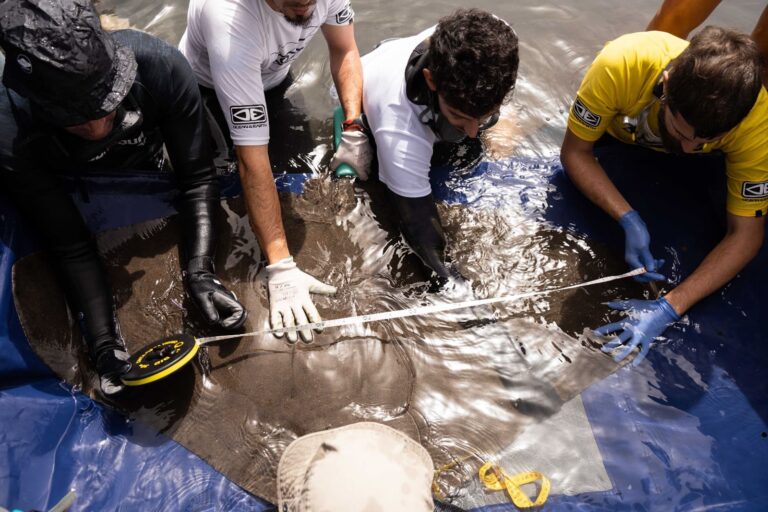 Tenerife albergará la primera planta de energía solar flotante de Canarias