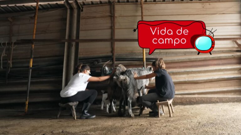 ‘Noveleros’ muestra la pasión de los pequeños por las tradiciones