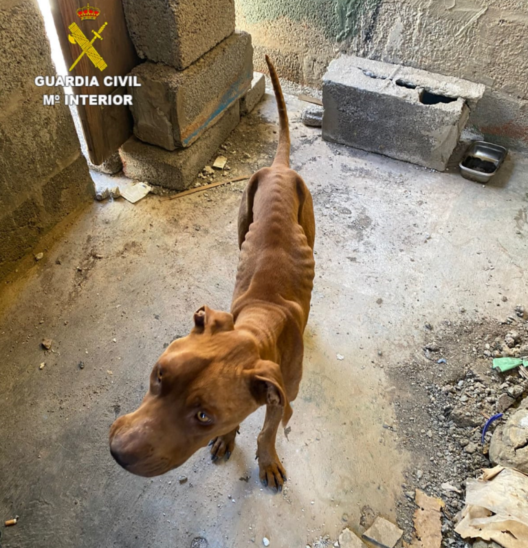 Hallan dos perros con desnutrición severa e investigan a dos personas