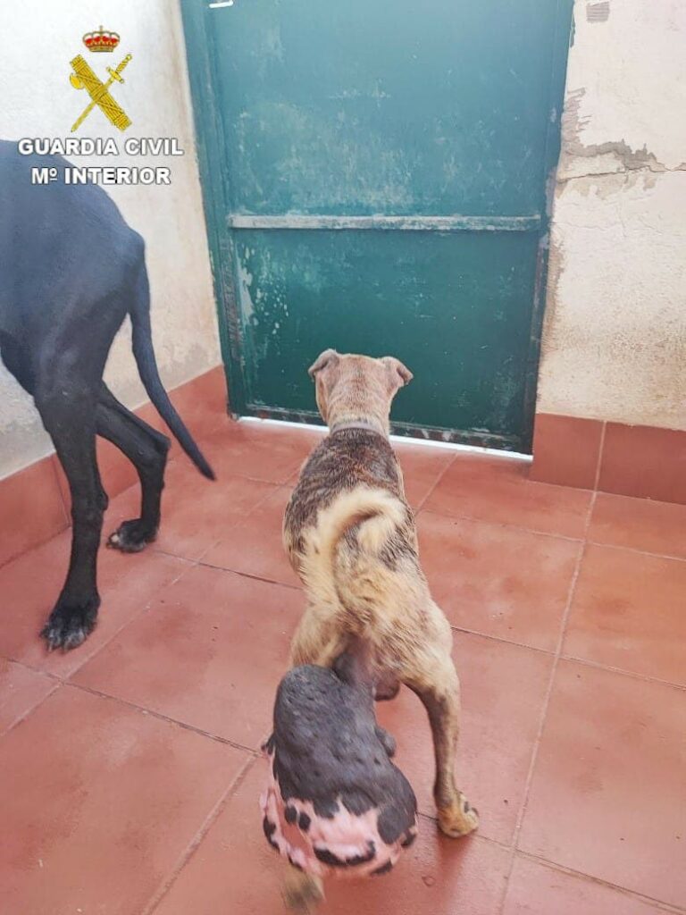 Investigan a la dueña de tres perros por maltrato animal en Fuerteventura