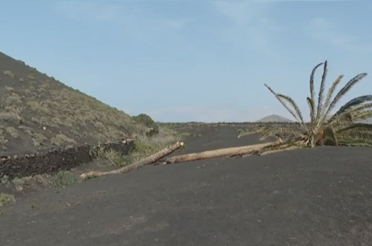 Vandalizan la «palmera inclinada» de Masdache, Lanzarote