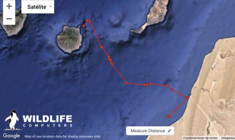 El viaje de Pandora: La tortuga rescatada en Gran Canaria llega a la costa del Sáhara