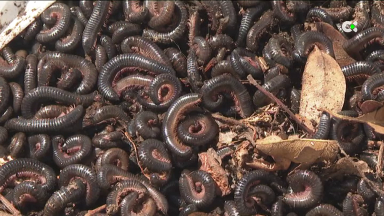 Las colonias de milpiés proliferan en varios puntos del Archipiélago