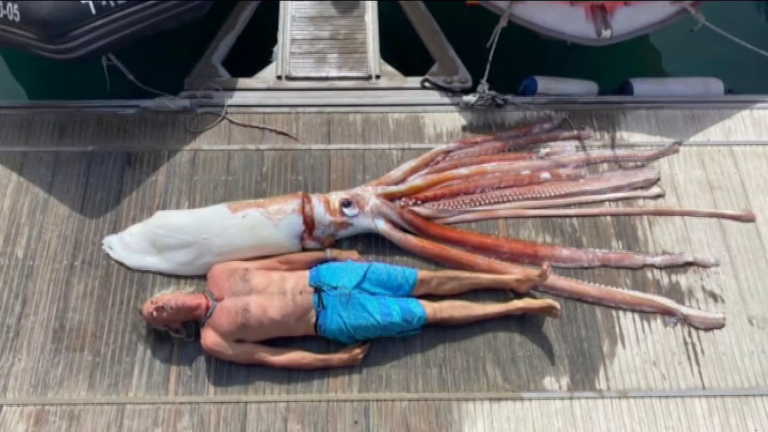 Un calamar gigante en aguas canarias