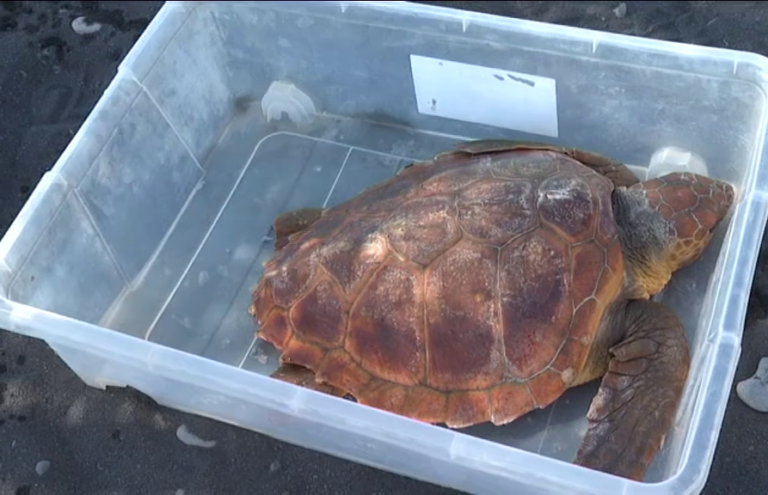 Vuelve al mar una tortuga que había ingerido 60 cm de cordel de pesca en La Gomera