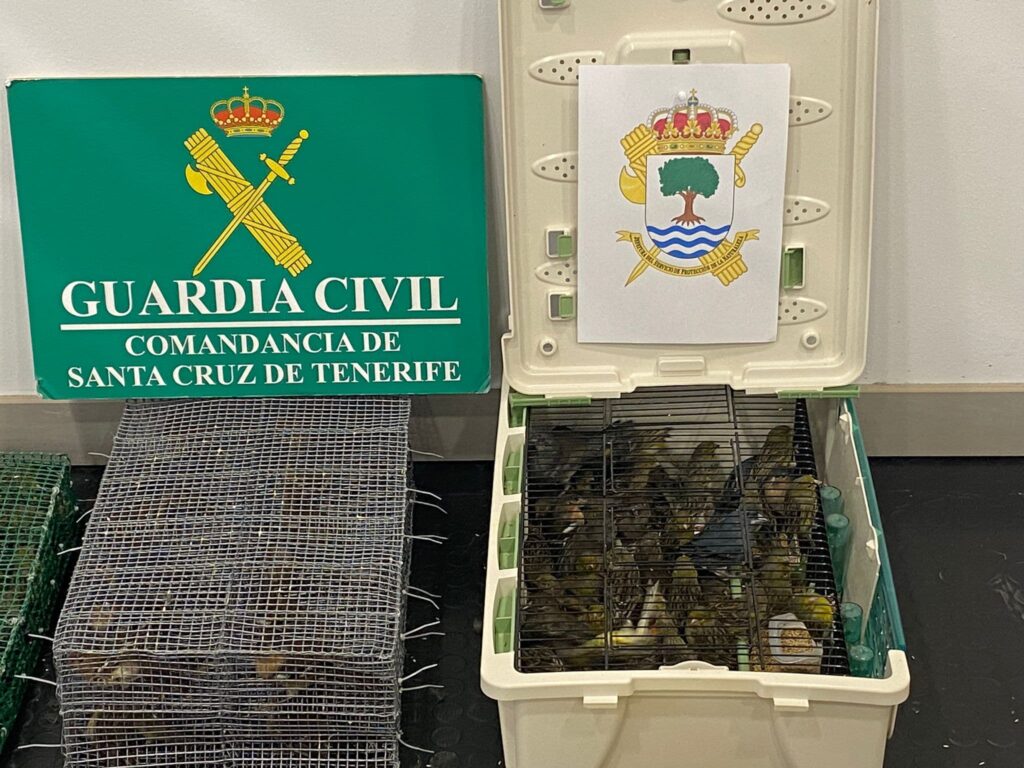 Detenidos Tf Sur. Guardia Civil 2
