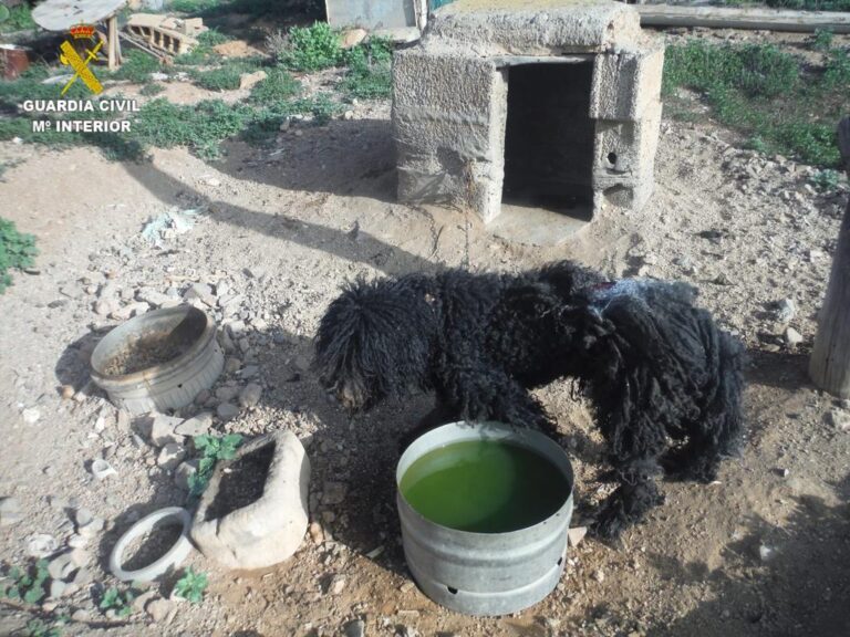 Investigada una mujer por tener un perro encadenado y con una herida abierta que falleció