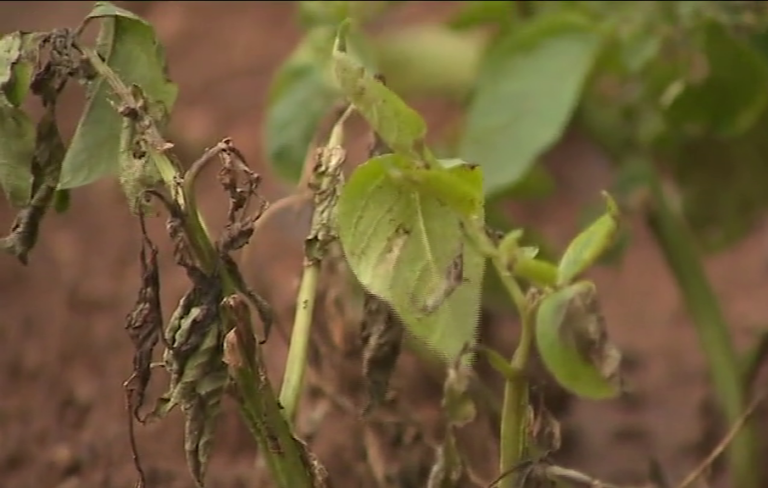 El cambio climático obliga a los agricultores canarios a adaptarse