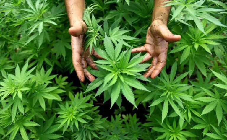 Clausuran un local de venta ilegal de cannabis en La Laguna, Tenerife
