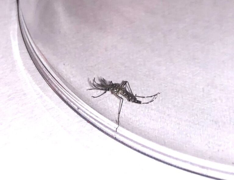 Intensifica vigilancia del mosquito Aedes aegypti tras la detección de un ejemplar en Santa Cruz de Tenerife