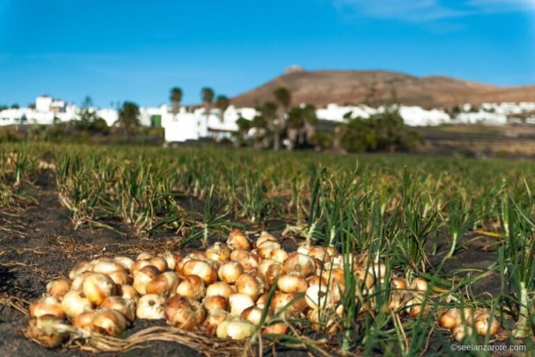 Baja la producción de cebollas en Lanzarote