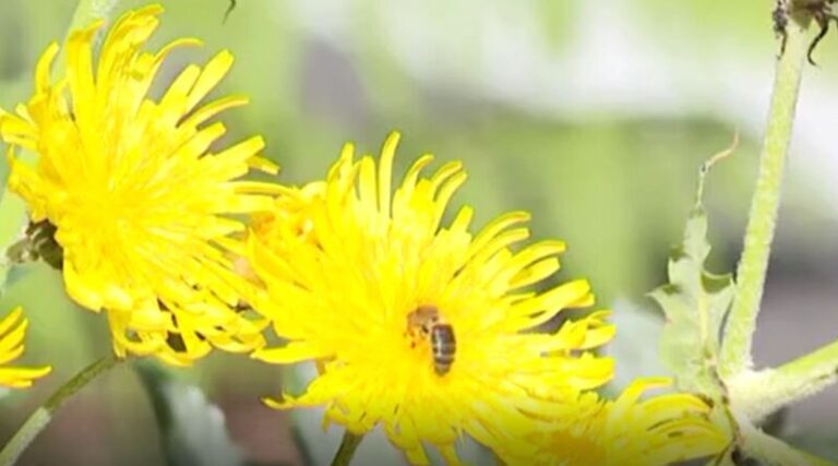 Las flores adelantan su ciclo en el Parque Nacional de Garajonay, en La Gomera