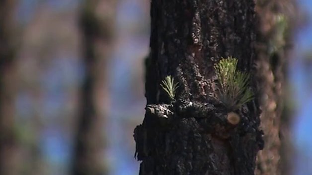 Alumnos del colegio Taibique plantan de 200 ejemplares de hayas en El Hierro