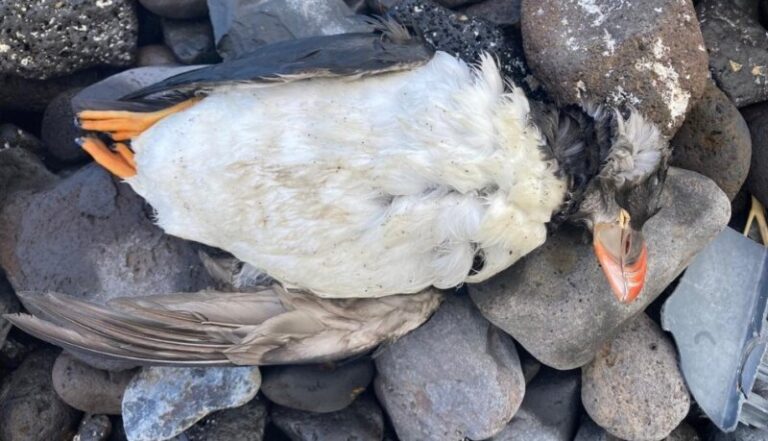 Encuentran 26 ejemplares de frailecillos muertos en El Hierro