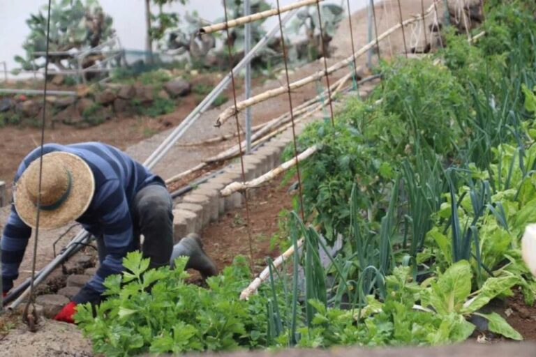 El campo y los agricultores agradecen la lluvia de estos días, aunque el frío no ha beneficiado a determinados cultivos