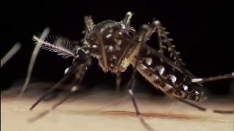 El Instituto de Enfermedades Tropicales descarta la posibilidad de contagio local de dengue en las islas