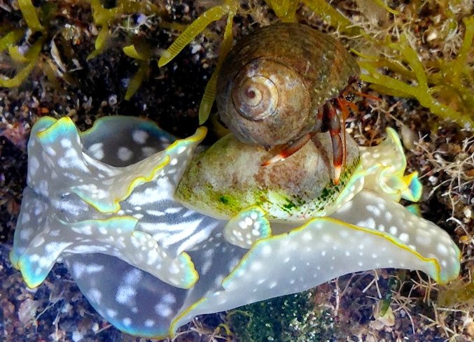Caracol marino