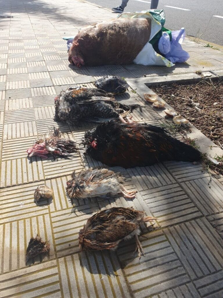 Se localizan seis animales decapitados en una calle de Tenerife