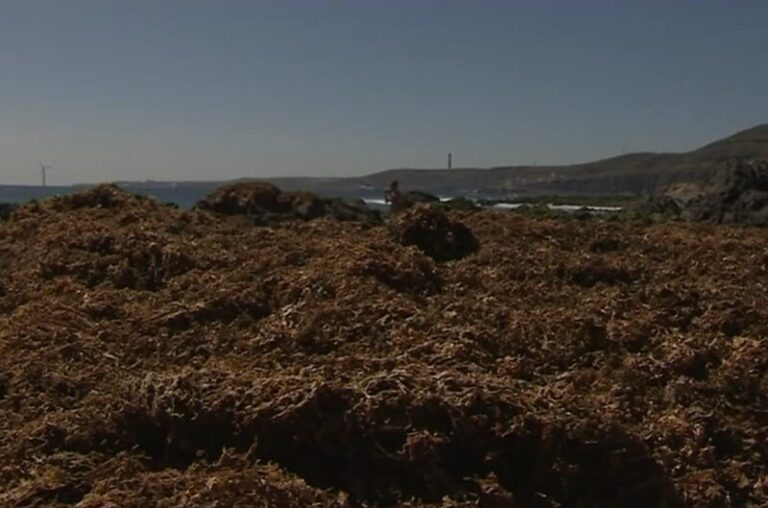 Las algas inundan la costa de Las Palmas de Gran Canaria