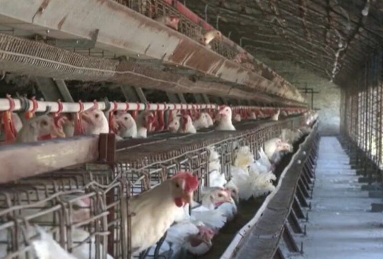 Preocupación en la OMS ante el aumento de aves sacrificadas a causa de la gripe aviar