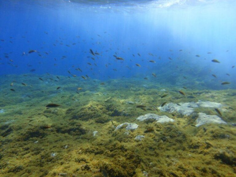 El aumento de barcos pequeños en zonas protegidas impactan en los ecosistemas y especies