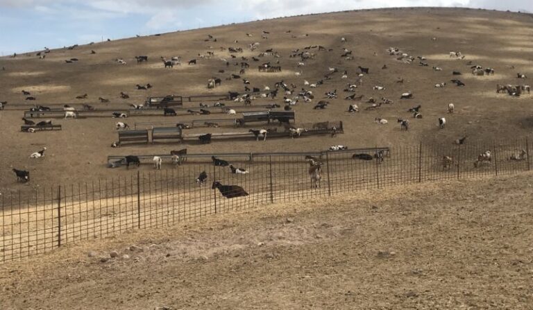 Más de diez averías en Fuerteventura agrava la escasez de agua
