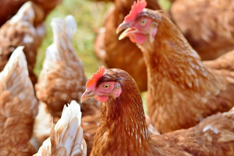 Gallina en una explotación de Tenerife
