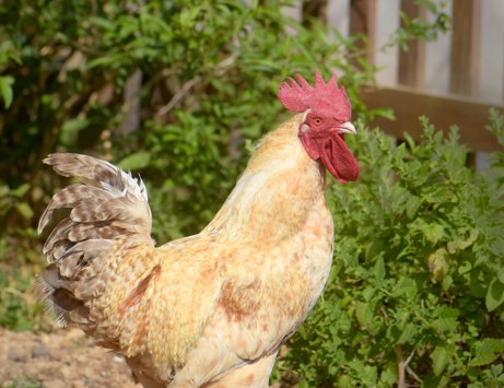 Investigan a una mujer por decapitar varias aves en la capital grancanaria