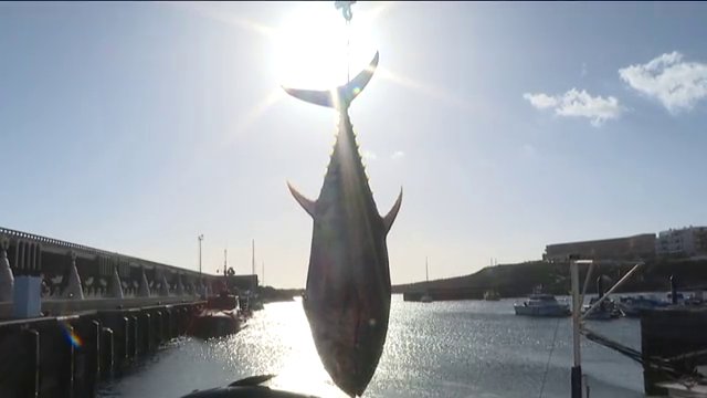 Llega la temporada del famoso ronqueo en la isla de El Hierro