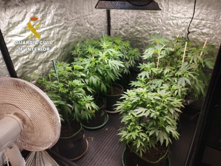 Localizan una plantación con más de 200 plantas de marihuana en Lanzarote