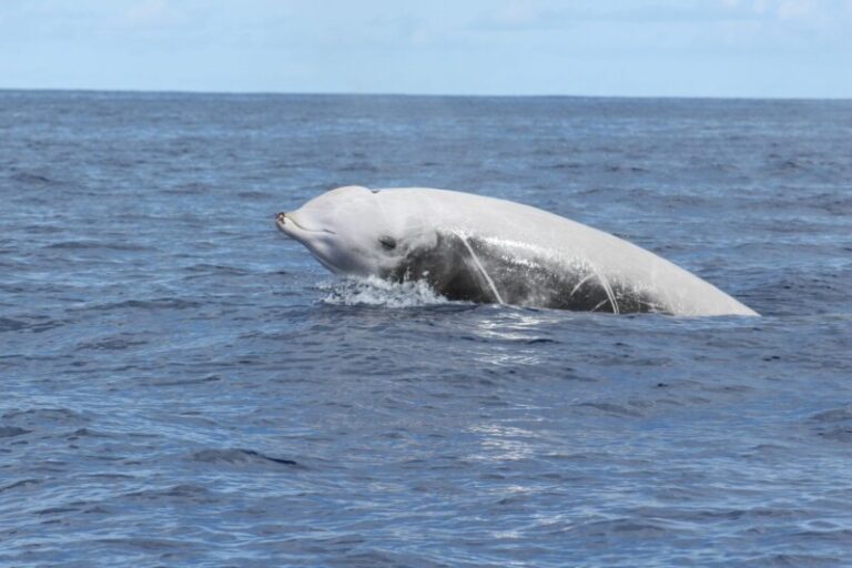 Un proyecto europeo en el que participa Canarias pretende investigar como afecta el ruido que generan los barcos a la fauna marina