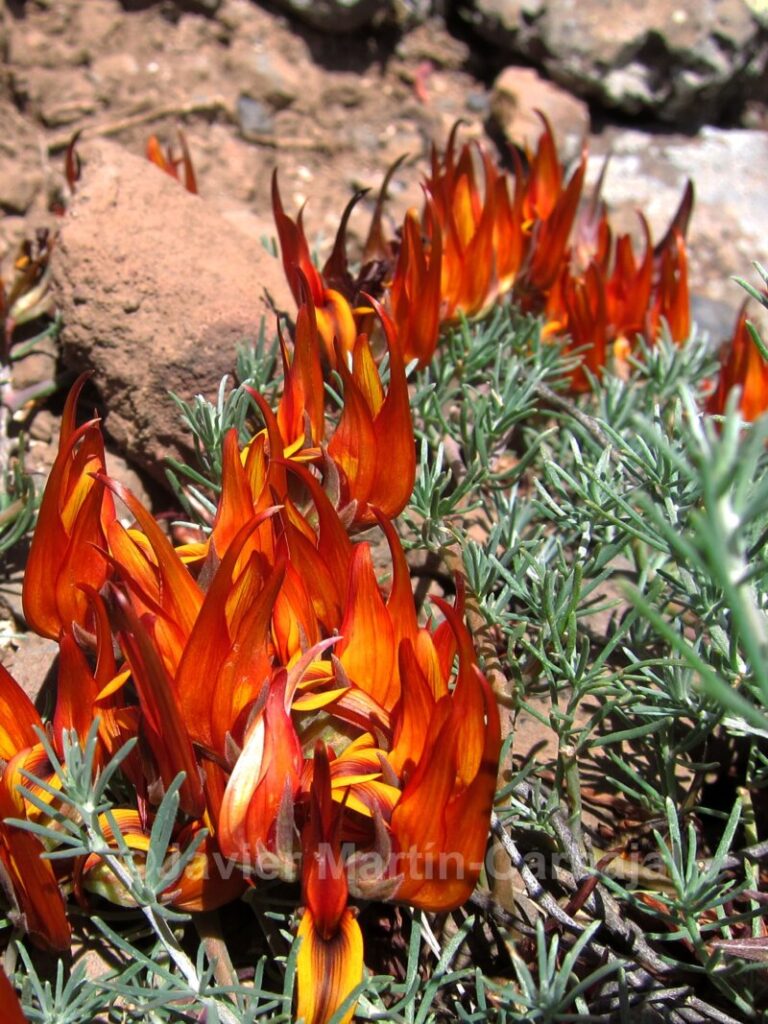 Piden la inclusión del ‘pico de paloma gomero’ en el Catálogo Español de Especies Amenazadas