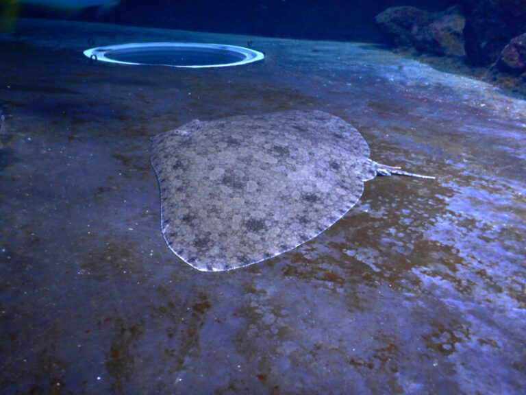 Un centenar de especies, en peligro crítico de extinción en Canarias