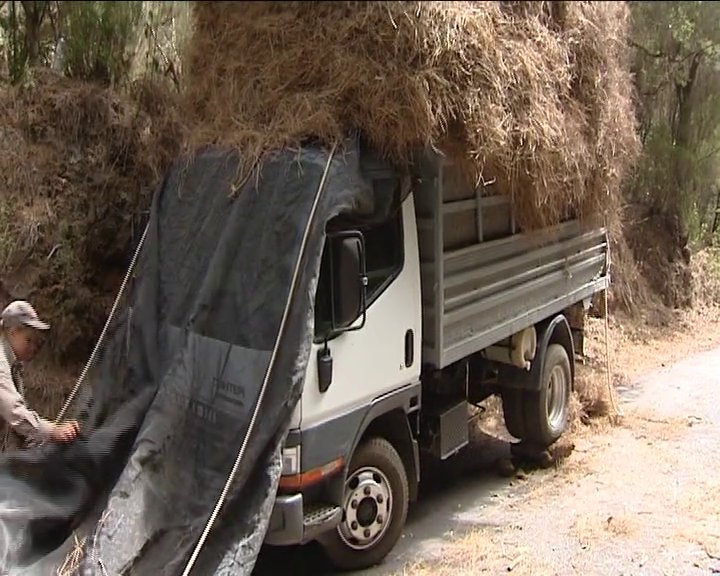 Los expertos afirman que la pinocha no representa un elemento de alto riesgo en la propagación de incendios
