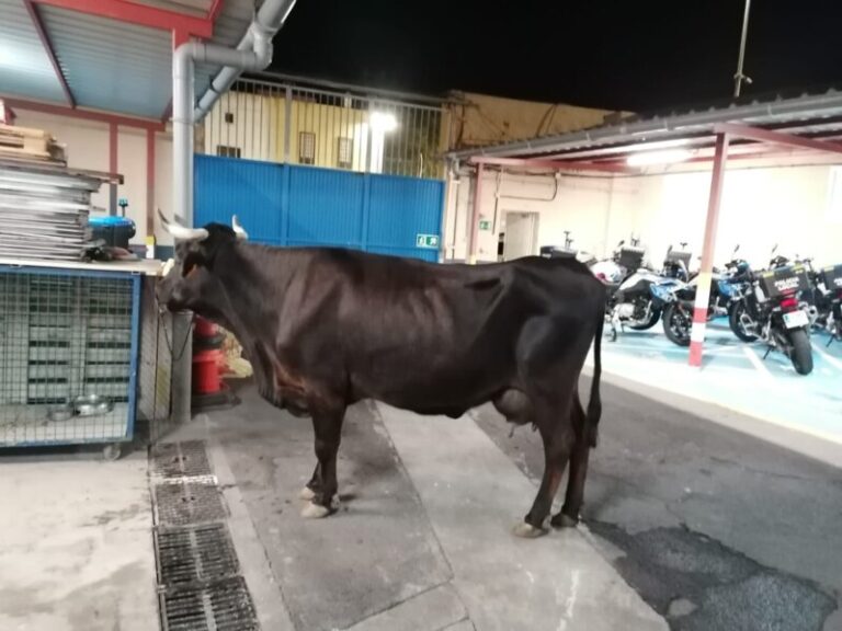 «Vaca a la fuga» en La Laguna, Tenerife